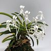 neofinetia falcata Kinkou nishiki 金 広 锦